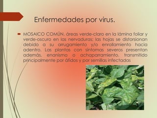 Enfermedades por virus.
 MOSAICO COMÚN. áreas verde-claro en la lámina foliar y
verde-oscuro en las nervaduras; las hojas se distorsionan
debido a su arrugamiento y/o enrollamiento hacia
adentro. Las plantas con síntomas severos presentan
además, enanismo o achaparramiento. transmitido
principalmente por áfidos y por semillas infectadas
 