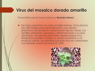 Virus del mosaico dorado amarillo
Transmitido por la mosca blanca, Bemisia tabaci
 las hojas presentan un color amarillo intenso. Si las plantas
son afectadas antes de la floración, hay aborto
prematuro de las flores y deformación de las vainas. Las
semillas presentan manchas y deformaciones y su peso
disminuye. Las plantas afectadas desde etapas muy
tempranas pueden mostrar un severo enanismo y no
producir vainas. Las pérdidas por este virus en variedades
susceptibles puede alcanzar el 100%.
 