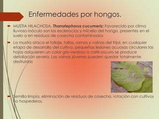 Enfermedades por hongos.
 MUSTIA HILACHOSA, Thanatephorus cucumeris; Favorecido por clima
lluvioso inóculo son los esclerocios y micelio del hongo, presentes en el
suelo o en residuos de cosecha contaminados
 La mustia ataca el follaje, tallos, ramas y vainas del frijol, en cualquier
etapa de desarrollo del cultivo. pequeñas lesiones acuosas circulares las
hojas adquieren un color gris-verdoso a café-oscuro se produce
defoliación severa. Las vainas jóvenes pueden quedar totalmente
destruidas
 Semilla limpia, eliminación de residuos de cosecha, rotación con cultivos
no hospederos.
 