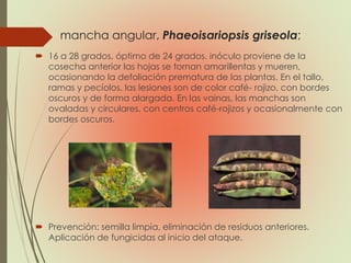 mancha angular, Phaeoisariopsis griseola;
 16 a 28 grados, óptimo de 24 grados. inóculo proviene de la
cosecha anterior las hojas se tornan amarillentas y mueren,
ocasionando la defoliación prematura de las plantas. En el tallo,
ramas y pecíolos, las lesiones son de color café- rojizo, con bordes
oscuros y de forma alargada. En las vainas, las manchas son
ovaladas y circulares, con centros café-rojizos y ocasionalmente con
bordes oscuros.
 Prevención: semilla limpia, eliminación de residuos anteriores.
Aplicación de fungicidas al inicio del ataque.
 