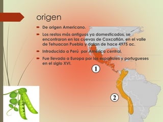 origen
 De origen Americano.
 Los restos más antiguos ya domesticados, se
encontraron en las cuevas de Coxcatlán, en el valle
de Tehuacan Puebla y datan de hace 4975 ac.
 Introducido a Perú por América central.
 Fue llevada a Europa por los españoles y portugueses
en el siglo XVI.
 
