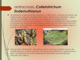 antracnosis, Colletotrichum
lindemuthianun
 Se presenta al elevaciones mayores a 1,000 msnm, inóculo provienen de
residuos de cosecha, semillas infectadas. Síntomas en pecíolos, hojas y
vainas. En el follaje, los síntomas se presentan a lo largo de las
nervaduras en el haz de las hojas y consisten en lesiones de color ladrillo
a púrpura. en vainas son frecuentes y aparecen en forma de chancros
hundidos, redondeados, con márgenes delimitados por anillos negros o
bordes café-rojizos.
 Prevención: eliminación de residuos de la cosecha anterior, el uso de
semilla limpia y control químico con productos efectivos y aplicaciones
bien controladas, en zonas latamente infestadas se recomienda
rotación de cultivos.
 