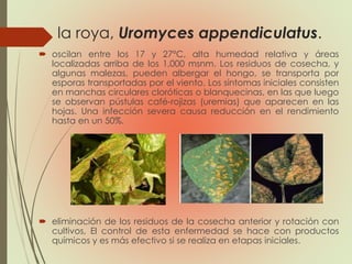 la roya, Uromyces appendiculatus.
 oscilan entre los 17 y 27°C, alta humedad relativa y áreas
localizadas arriba de los 1,000 msnm. Los residuos de cosecha, y
algunas malezas, pueden albergar el hongo, se transporta por
esporas transportadas por el viento. Los síntomas iniciales consisten
en manchas circulares cloróticas o blanquecinas, en las que luego
se observan pústulas café-rojizas (uremias) que aparecen en las
hojas. Una infección severa causa reducción en el rendimiento
hasta en un 50%.
 eliminación de los residuos de la cosecha anterior y rotación con
cultivos, El control de esta enfermedad se hace con productos
químicos y es más efectivo si se realiza en etapas iniciales.
 
