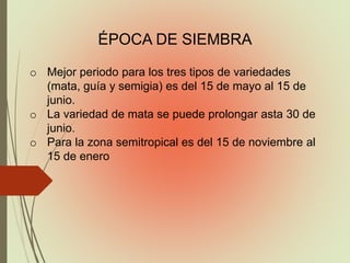 ÉPOCA DE SIEMBRA
o Mejor periodo para los tres tipos de variedades
(mata, guía y semigia) es del 15 de mayo al 15 de
junio.
o La variedad de mata se puede prolongar asta 30 de
junio.
o Para la zona semitropical es del 15 de noviembre al
15 de enero
 