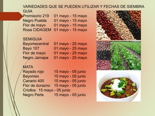 VARIEDADES QUE SE PUEDEN UTILIZAR Y FECHAS DE SIEMBRA
GUIA
Promisorio 219 01 mayo - 15 mayo
Negro Puebla 01 mayo - 15 mayo
Flor de mayo 01 mayo - 15 mayo
Rosa CIDAGEM 01 mayo - 15 mayo
SEMIGUIA
Bayomecentral 01 mayo - 25 mayo
Bayo 107 01 mayo - 25 mayo
Flor de mayo 01 mayo - 25 mayo
Negro Jamapa 01 mayo - 25 mayo
MATA
Rayado rojo 15 mayo - 05 junio
Bayomex 15 mayo - 05 junio
Canario 400 15 mayo - 05 junio
Flor de durazno 15 mayo - 05 junio
Criollos 15 mayo - 05 junio
Negro Perla 15 mayo - 05 junio
 
