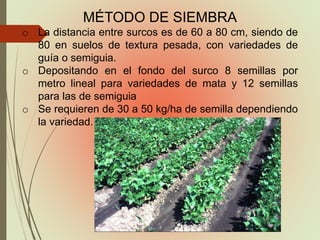 MÉTODO DE SIEMBRA
o La distancia entre surcos es de 60 a 80 cm, siendo de
80 en suelos de textura pesada, con variedades de
guía o semiguia.
o Depositando en el fondo del surco 8 semillas por
metro lineal para variedades de mata y 12 semillas
para las de semiguia
o Se requieren de 30 a 50 kg/ha de semilla dependiendo
la variedad.
 