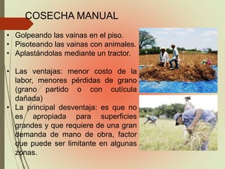 COSECHA MANUAL
• Golpeando las vainas en el piso.
• Pisoteando las vainas con animales.
• Aplastándolas mediante un tractor.
• Las ventajas: menor costo de la
labor, menores pérdidas de grano
(grano partido o con cutícula
dañada)
• La principal desventaja: es que no
es apropiada para superficies
grandes y que requiere de una gran
demanda de mano de obra, factor
que puede ser limitante en algunas
zonas.
 