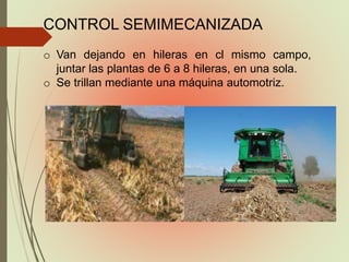 CONTROL SEMIMECANIZADA
o Van dejando en hileras en cl mismo campo,
juntar las plantas de 6 a 8 hileras, en una sola.
o Se trillan mediante una máquina automotriz.
 