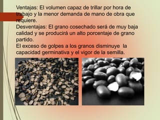 Ventajas: El volumen capaz de trillar por hora de
trabajo y la menor demanda de mano de obra que
requiere.
Desventajas: El grano cosechado será de muy baja
calidad y se producirá un alto porcentaje de grano
partido.
El exceso de golpes a los granos disminuye la
capacidad germinativa y el vigor de la semilla.
 