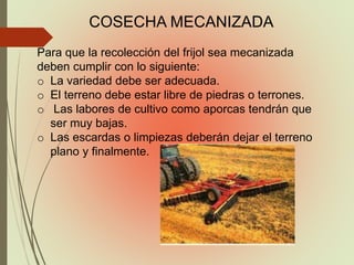 COSECHA MECANIZADA
Para que la recolección del frijol sea mecanizada
deben cumplir con lo siguiente:
o La variedad debe ser adecuada.
o El terreno debe estar libre de piedras o terrones.
o Las labores de cultivo como aporcas tendrán que
ser muy bajas.
o Las escardas o limpiezas deberán dejar el terreno
plano y finalmente.
 