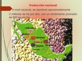 Producción nacional
• A nivel nacional, se siembran aproximadamente
2 millones de ha por año, con un rendimiento promedio
de 650 kg por ha.
Chihuahua
Tamaulipas
Jalisco
Nayarit
Sinaloa
Durango
Zacatecas
 