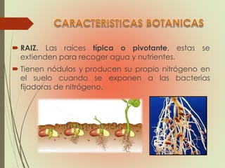  RAIZ. Las raíces típica o pivotante, estas se
extienden para recoger agua y nutrientes.
 Tienen nódulos y producen su propio nitrógeno en
el suelo cuando se exponen a las bacterias
fijadoras de nitrógeno.
 