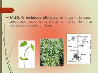  TALLO. Es herbácea cilíndrica, es largo y delgado,
adaptado para entretejerse a través de otras
plantas o soportes similares.
 