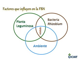 Factores que influyen en la FBN
Planta
Leguminosa
Bacteria
Rhizobium
Ambiente
 