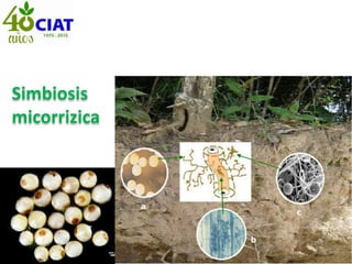 Simbiosis
micorrizica
 