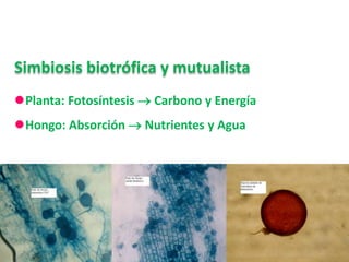 Simbiosis biotrófica y mutualista
Planta: Fotosíntesis  Carbono y Energía
Hongo: Absorción  Nutrientes y Agua
 