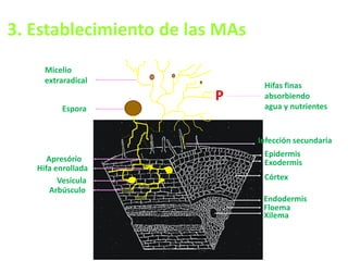 3. Establecimiento de las MAs
Xilema
Floema
Endodermis
Córtex
Exodermis
Epidermis
Arbúsculo
Vesícula
Hifa enrollada
Apresório
Espora
Micelio
extraradical
P
Hifas finas
absorbiendo
agua y nutrientes
Infección secundaria
 