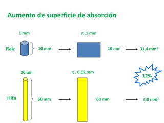 Aumento de superficie de absorción
Raíz
Hifa
1 mm
10 mm
60 mm
20 µm
10 mm
60 mm
 .1 mm
 . 0,02 mm
31,4 mm2
3,8 mm2
12%
 