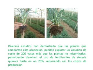 Diversos estudios han demostrado que las plantas que
comparten esta asociación, pueden explorar un volumen de
suelo de 200 veces más que las plantas no micorrizadas,
permitiendo disminuir el uso de fertilizantes de síntesis
química hasta en un 25%, reduciendo así, los costos de
producción
 