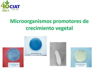 Microorganismos promotores de
crecimiento vegetal
 