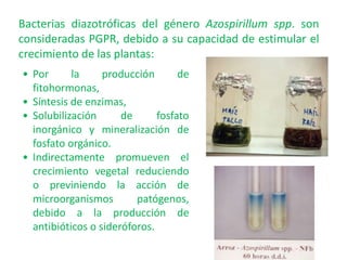 Bacterias diazotróficas del género Azospirillum spp. son
consideradas PGPR, debido a su capacidad de estimular el
crecimiento de las plantas:
• Por la producción de
fitohormonas,
• Síntesis de enzimas,
• Solubilización de fosfato
inorgánico y mineralización de
fosfato orgánico.
• Indirectamente promueven el
crecimiento vegetal reduciendo
o previniendo la acción de
microorganismos patógenos,
debido a la producción de
antibióticos o sideróforos.
 