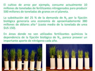 El cultivo de arroz por ejemplo, consume actualmente 10
millones de toneladas de fertilizantes nitrogenados para producir
500 millones de toneladas de granos en el planeta.
La substitución del 25 % de la demanda de N2 por la fijación
biológica generaría una economía de aproximadamente 380
millones de dólares año-1 (costo medio de la tonelada de urea
$US 150).
En áreas donde no son utilizados fertilizantes químicos la
dependencia de la fijación biológica de N2, parece proveer un
importante aporte de nitrógeno cada año.
 