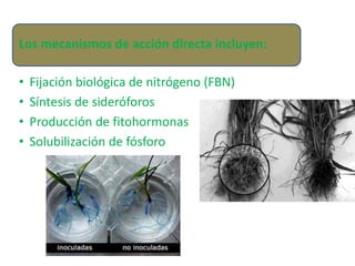 Los mecanismos de acción directa incluyen:
• Fijación biológica de nitrógeno (FBN)
• Síntesis de sideróforos
• Producción de fitohormonas
• Solubilización de fósforo
 