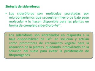 Síntesis de sideróforos
• Los sideróforos son moléculas secretadas por
microorganismos que secuestran hierro de bajo peso
molecular y lo hacen disponible para las plantas en
forma de complejo sideróforo-Fe3+.
• Los sideróforos son sintetizados en respuesta a la
baja disponibilidad de Fe3+ en solución y actúan
como promotores de crecimiento vegetal para la
absorción de la plantas, quedando inmovilizado en la
solución del suelo para evitar la proliferación de
fitopatógenos.
 