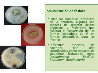 Solubilización de fósforo
• Entre las bacterias presentes
en la rizosfera, algunas son
capaces de secretar ácidos
orgánicos y fosfatasas que
facilitan la conversión de las
formas insolubles de P en
formas disponibles para las
mismas.
• Diferentes especies de
bacterias han sido
identificadas como capaces de
solubilizar fosfatados como
Pseudomonas, Bacillus,
Rhizobium, Burkholderia.
 