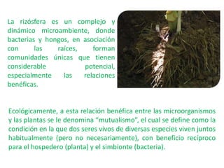 Ecológicamente, a esta relación benéfica entre las microorganismos
y las plantas se le denomina “mutualismo”, el cual se define como la
condición en la que dos seres vivos de diversas especies viven juntos
habitualmente (pero no necesariamente), con beneficio recíproco
para el hospedero (planta) y el simbionte (bacteria).
La rizósfera es un complejo y
dinámico microambiente, donde
bacterias y hongos, en asociación
con las raíces, forman
comunidades únicas que tienen
considerable potencial,
especialmente las relaciones
benéficas.
 