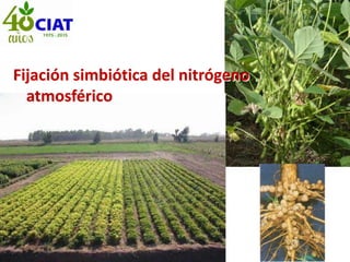 Fijación simbiótica del nitrógeno
atmosférico
 