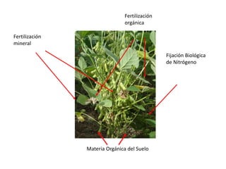 Materia Orgánica del Suelo
Fertilización
mineral
Fertilización
orgánica
Fijación Biológica
de Nitrógeno
 