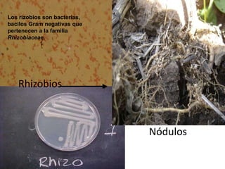 Rhizobios
Nódulos
Los rizobios son bacterias,
bacilos Gram negativas que
pertenecen a la familia
Rhizobiaceae.
 