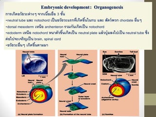 Embryonicdevelopment: Organogenesis
การเกิดอวัยวะต่างๆ จากเนื้อเยื่อ 3 ชั้น
•neutral tube และ notochord เป็นอวัยวะแรกที่เกิดขึ้นในกบ และ สัตว์พวก chordate อื่นๆ
•dorsal mesoderm เหนือ archenteron รวมกันเกิดเป็น notochord
•ectoderm เหนือ notochord หนาตัวขึ้นเกิดเป็น neutral plate แล้วบุ๋มลงไปเป็น neutral tube ซึ่ง
ต่อไปจะเจริญเป็น brain, spinal cord
•อวัยวะอื่นๆ เกิดขึ้นตามมา
 