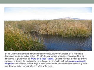 En los últimos tres años la temperatura ha variado, incrementándose en la mañana y
disminuyendo en la noche, entre 1,5º y 2º de sus valores normales. Estos cambios han
afectado a la producción de totora en el lago Titicaca. De esta manera, a partir de dichos
cambios, el tiempo de maduración de la totora ha cambiado, sufre de un envejecimiento
temprano, se seca más rápido, llega a tener poco verdor, produce menos semillas y tiene
una floración débil, comparada con años anteriores
 