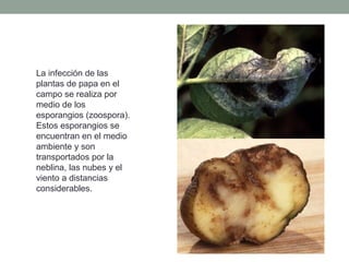 La infección de las
plantas de papa en el
campo se realiza por
medio de los
esporangios (zoospora).
Estos esporangios se
encuentran en el medio
ambiente y son
transportados por la
neblina, las nubes y el
viento a distancias
considerables.
 