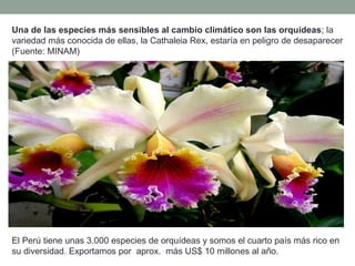 Una de las especies más sensibles al cambio climático son las orquídeas; la
variedad más conocida de ellas, la Cathaleia Rex, estaría en peligro de desaparecer
(Fuente: MINAM)
El Perú tiene unas 3.000 especies de orquídeas y somos el cuarto país más rico en
su diversidad. Exportamos por aprox. más US$ 10 millones al año.
 
