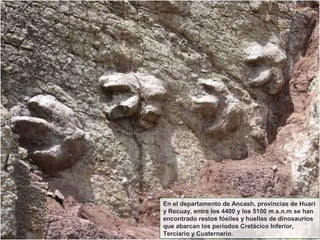 En el departamento de Ancash, provincias de Huari
y Recuay, entre los 4400 y los 5100 m.s.n.m se han
encontrado restos fósiles y huellas de dinosaurios
que abarcan los periodos Cretácico Inferior,
Terciario y Cuaternario.
 