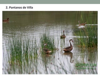 2. Pantanos de Villa
 