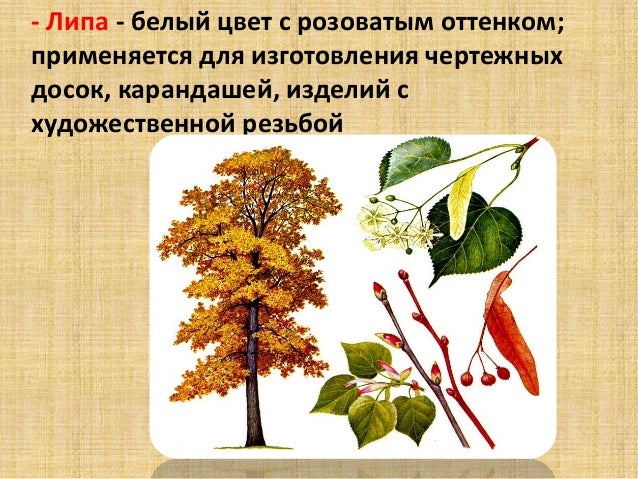 Тип питания лиственницы курильской. Тип питания лиственницы курильской