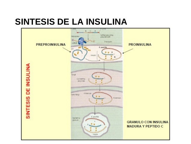 5. fisiologia del pancreas endocrino 5. fisiologia del pancreas endocrino