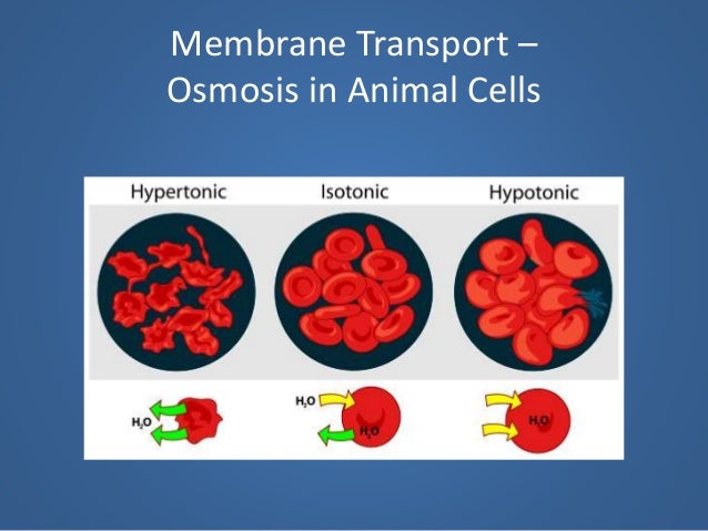 5. Cell Membrane and Membrane Transport