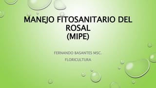 MANEJO FITOSANITARIO DEL
ROSAL
(MIPE)
FERNANDO BASANTES MSC.
FLORICULTURA
 