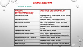 Manejo fitosanitario del rosal en Ecuador | PPTX