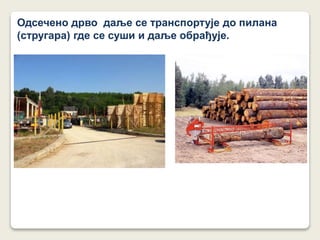 Одсечено дрво даље се транспортује до пилана
(стругара) где се суши и даље обрађује.
 