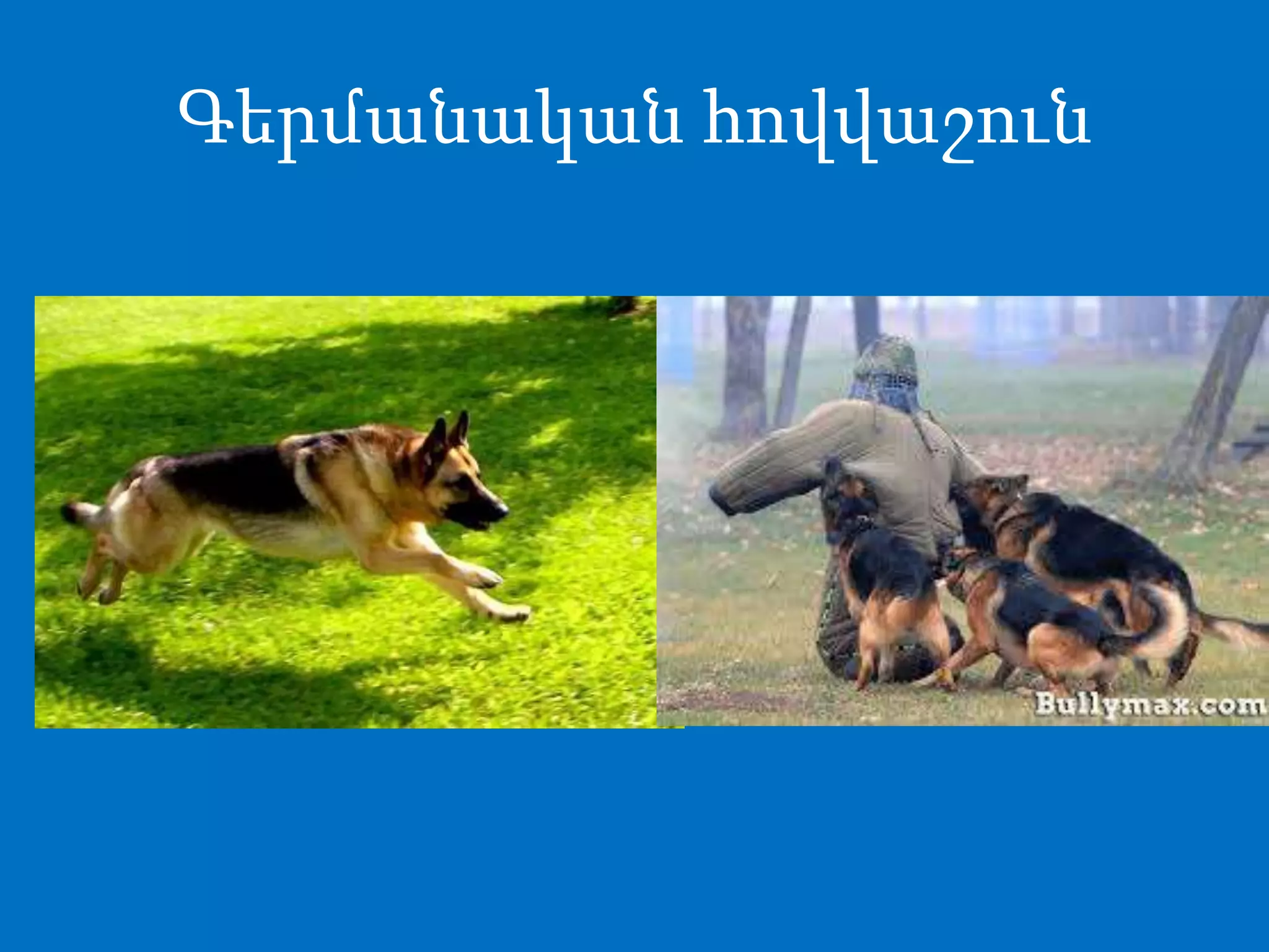 Գերմանական հովվաշուն
 