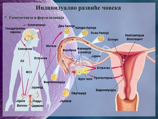 Индивидуално развиће човека
 Гаметогенеза и фертилизација
 