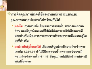 การคัดคุณภาพยังคงใช้แรงงานคนเพราะแยกแยะ
คุณภาพหลายประการไปพร้อมกันได้
 แตงโม การเคาะฟังเสียงและการลอยน้า สามารถแยกผล
อ่อน ผลบริบูรณ์และผลที่ไส้ล้มได้เพราะจะให้เสียงเคาะที่
แตกต่างกันเนื่องจากการกระจายตัวของอากาศที่แทรกอยู่ใน
ผลที่ต่างกัน
 มะม่วงพันธุ์น้าดอกไม้ เมื่อผลบริบูรณ์จะมีความถ่วงจาเพาะ
เท่ากับ 1.02-1.04 ทาให้วิธีการลอยน้า เพราะผลอ่อนจะมี
ความถ่วงจาเพาะต่ากว่า 1.0 ซึ่งคุณภาพไม่ดีถ้านามาบ่มจะมี
รสเปรี้ยวมาก
 