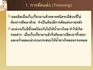 1. การตัดแต่ง (Trimming)
ผลผลิตเมื่อเก็บเกี่ยวมาแล้วหลายชนิดจะมีส่วนที่ไม่
ต้องการติดมาด้วย จาเป็นต้องมีการตัดแต่งภายหลัง
มะม่วงเก็บมีขั้วผลป้ องกันไม่ให้น้ายางไหล ทาให้เกิด
รอยด่าง เมื่อเก็บเกี่ยวมาแล้วจึงต้องมาปลิดเอาขั้วออก
และคว่าผลมะม่วงบนกระสอบให้น้ายางไหลออกจนหมด
 