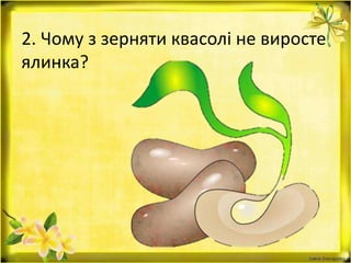 2. Чому з зерняти квасолі не виросте
ялинка?
 